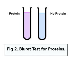 ᐉ Test for Carbohydrates Lipids & Proteins: Biuret.